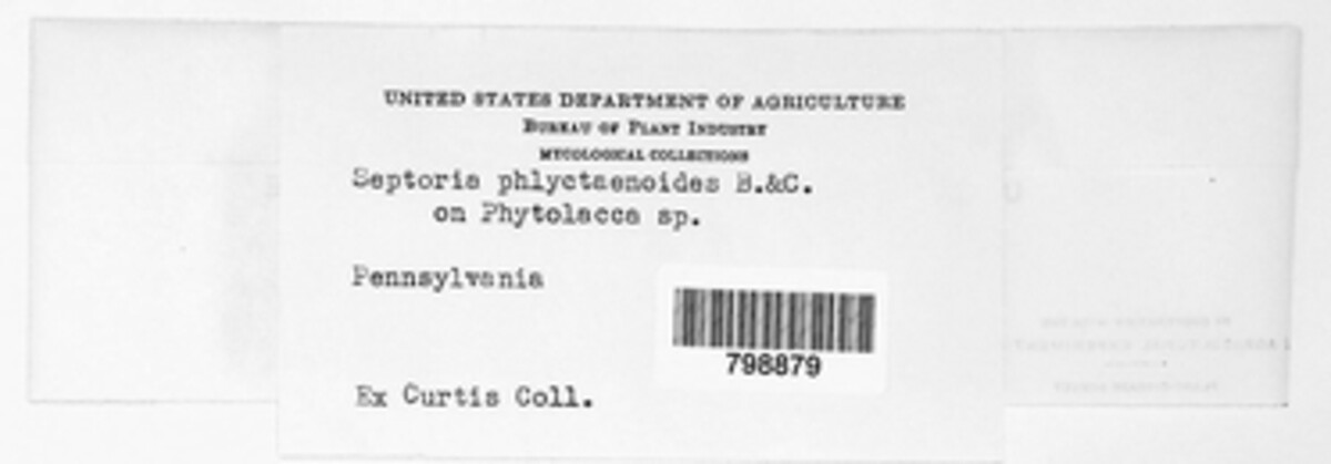 Septoria phlyctaenoides image